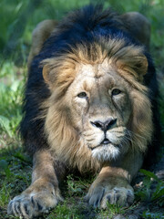 An Asiatic lion, Panthera leo goojratensis, lies on the ground and stares at the photographer