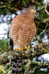 Cooper's Hawk perched atop a tree branch in a natural outdoor setting