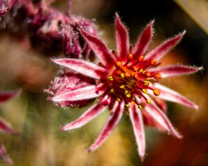 Close-up shot of vibrant red common houseleek (sempervivum tectorum) flower