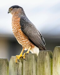 Cooper's Hawk perched atop a wooden fence in a natural outdoor setting