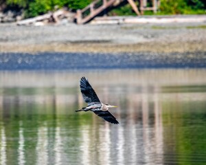 Aerial shot of a majestic Blue Heron (Ardea herodias) soaring over a tranquil lake