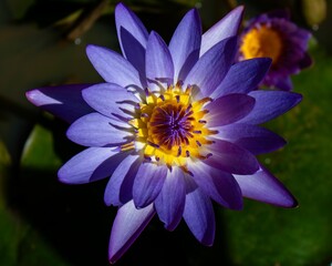 Tranquil scene of a vibrant purple Waterlily  flower floating on a tranquil pond