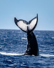 Fototapeta premium Humpback whale gliding through the tranquil blue ocean, with its tail fin visible above the surface