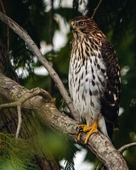 an animal that is perched in a tree limb in a branch