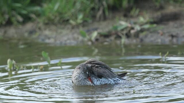 A Redshank, Tringa totanus, having a bath in a shallow pool in a meadow.