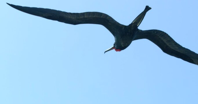 Following shot of a Magnificent Frigatebird flying under clear sky.