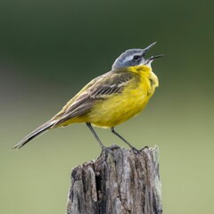 Cheerful yellow wagtail (Motacilla flava) perched atop a rustic wooden stump