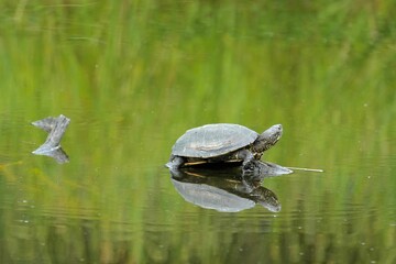 there is a turtle that is standing in the water, and it's reflection
