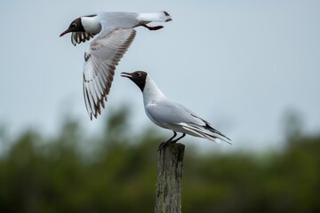 Two common gulls (Chroicocephalus ridibundus) perched atop a wooden post