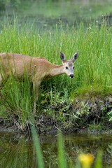Roe deer (Capreolus capreolus) standing in a lush meadow near a tranquil lake