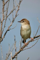 Small, brown and white fan-tailed cisticola (Cisticola juncidis) perched on the branch of a tree