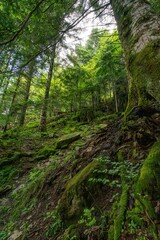 Beautiful forest with lush green trees