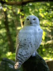 A Snowy Owl, Nyctea scandiaca, sits on a log and looks around