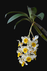 Closeup view of bright white and yellow dendrobium palpebrae epiphytic orchid species in bloom...
