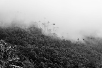 Foggy forest with tall palm trees emerging from the misty landscape in Valle de Cocora, Colombia
