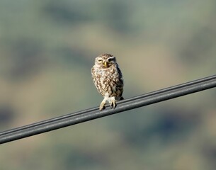 Brown little owl (Athene noctua) perched on a power line with a rural landscape