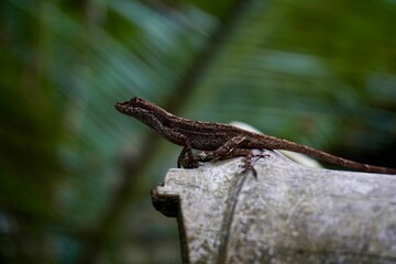 Small brown lizard perched atop a wooden log, Anolis cristatellus