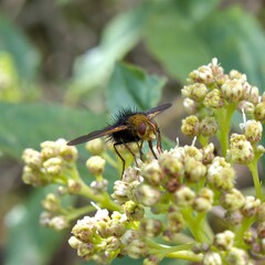 Close-up of a Tachina ursina insect perched atop a green plant branch with delicate white blooms