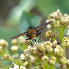 Close-up of a Tachina ursina insect perched atop a green plant branch with delicate white blooms