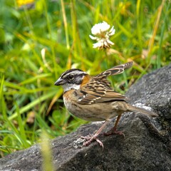 Closeup shot of a rufous-collared sparrow, Zonotrichia capensis
