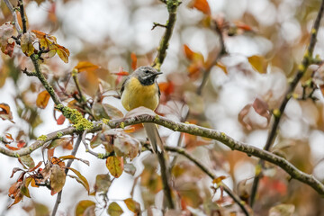 Naklejka premium Grey Wagtail (Motacilla cinerea) perched on a tree branch. UK 