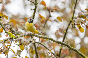 Grey Wagtail (Motacilla cinerea) perched on a tree branch. UK 