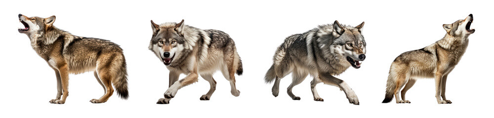 Obraz premium Wolf howling png element set on transparent background