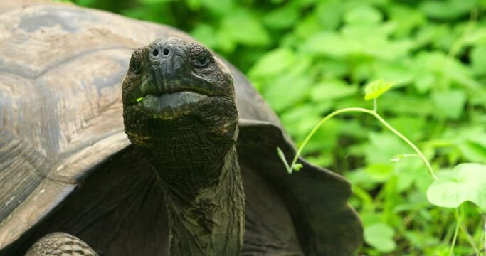 Galapagos giant tortoise feeding on green vegetation in closeup view.