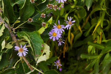 Close-up shot of a vibrant bush featuring a cluster of purple Astra willow flowers