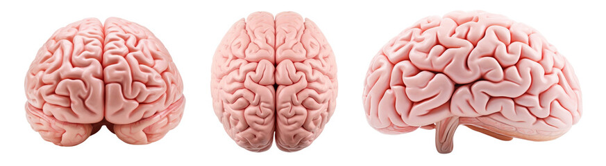 Human brain png element set on transparent background
