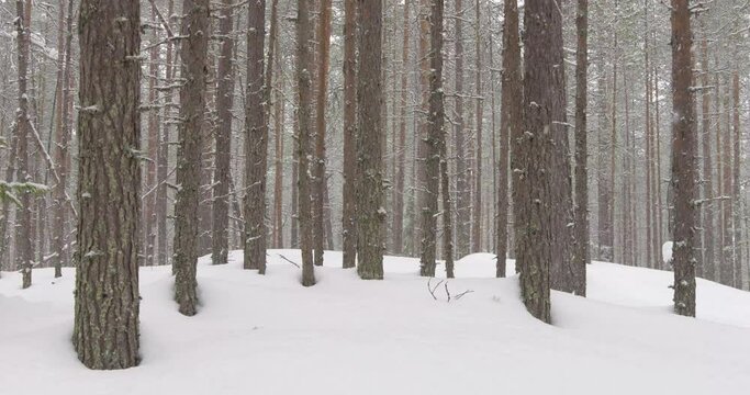 Snow shower in a snow covered Taiga forest, central Finland