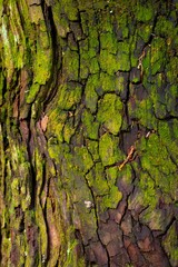 Large tree in a natural setting with vibrant green moss growing on its bark