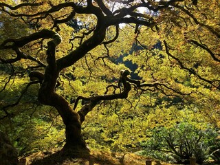Fototapeta premium Lush tree with sun-dappled branches and vibrant green leaves