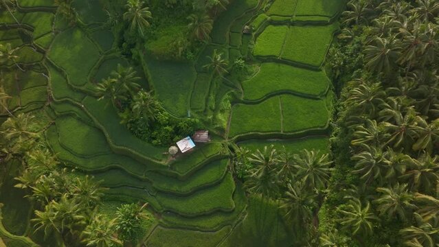 Aerial view of vibrant rice fields and palm trees in Tegallalang, Bali, Indonesia.