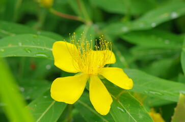 ビヨウヤナギの花