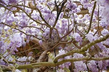 Beautiful view of fragrant lilac branches swaying in the wind against a stone fence backdrop