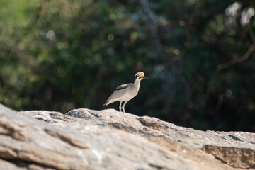 The great stone-curlew or great thick-knee (Esacus recurvirostris)