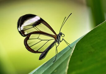 Closeup shot of a glass-wing butterfly on a green leaf