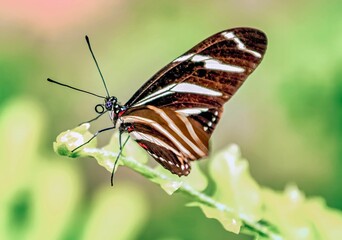 Vibrant zebra longwing butterfly perched on a green plant