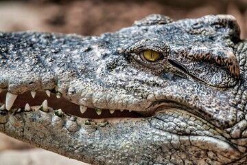 Closeup shot of a large crocodile, with its bright green eyes