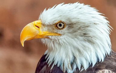 Close-up shot of a majestic bald eagle, with its intense gaze