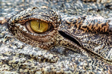 Close up shot of an alligator with spotted skin and a yellow eye