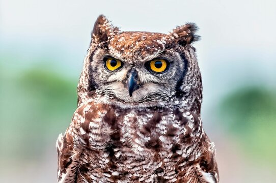 Close-up shot of a majestic eurasian eagle-owl set against a hazy background