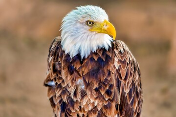 Closeup shot of a majestic bald eagle perched atop a wooden post