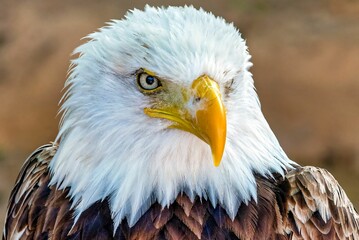 Close-up shot of a majestic bald eagle, with its intense gaze