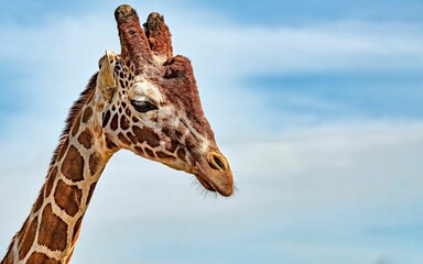Majestic spotted giraffe a bright blue sky backdrop