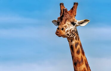 Majestic spotted giraffe a bright blue sky backdrop