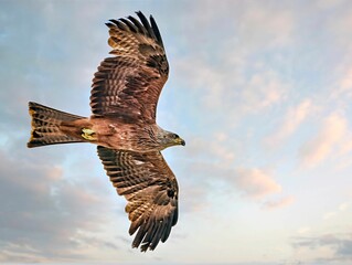 Low angle shot of a black kite majestic bird soaring across the sky