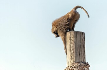 a monkey standing on top of a wooden pole in the ocean © Wirestock