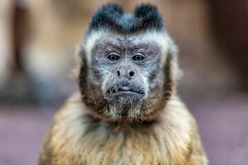 Close-up shot of a small dark-haired monkey with a white face, looking directly at the camera